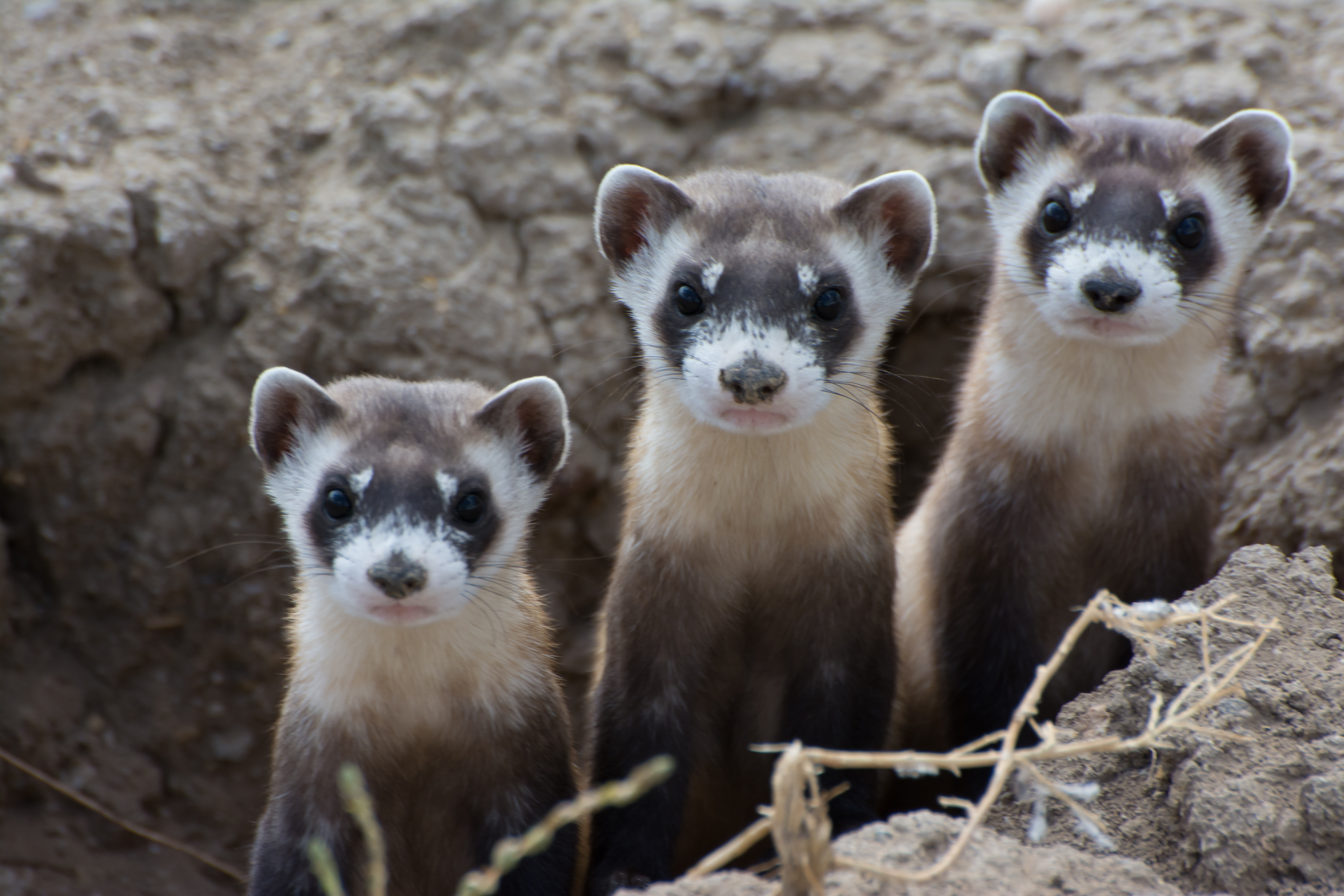 Black-footed ferrets!