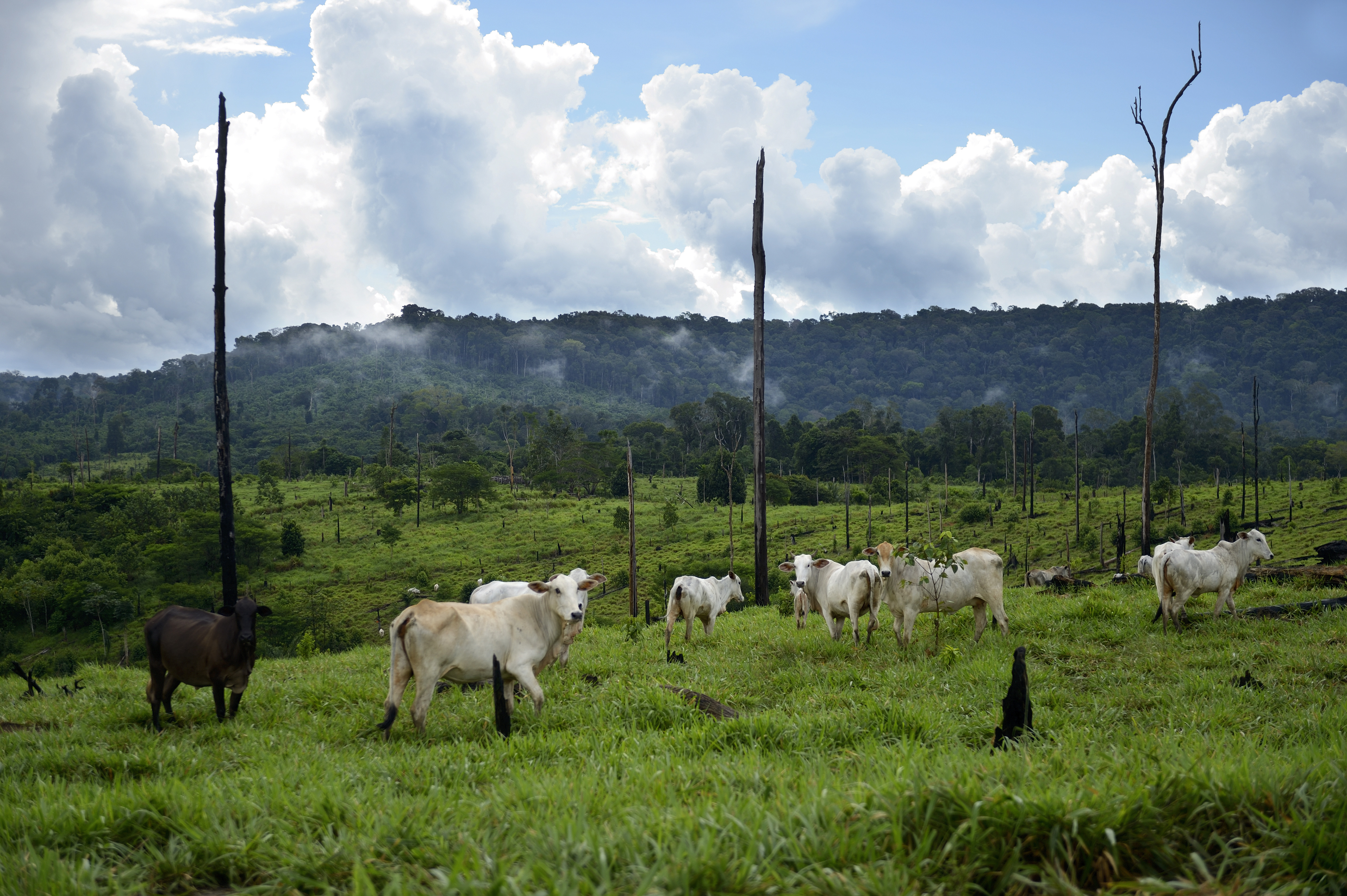 Cows graze on cleared land in Brazil.
