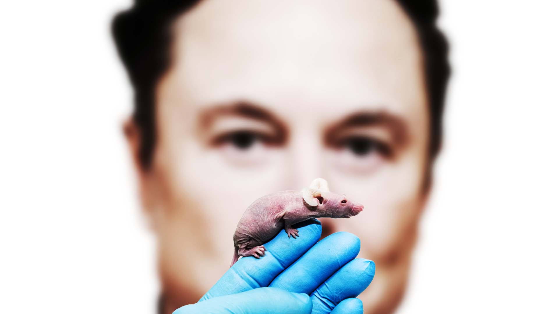 Photo collage of a gloved hand holding a mouse, with Elon Musk’s face in the background.
