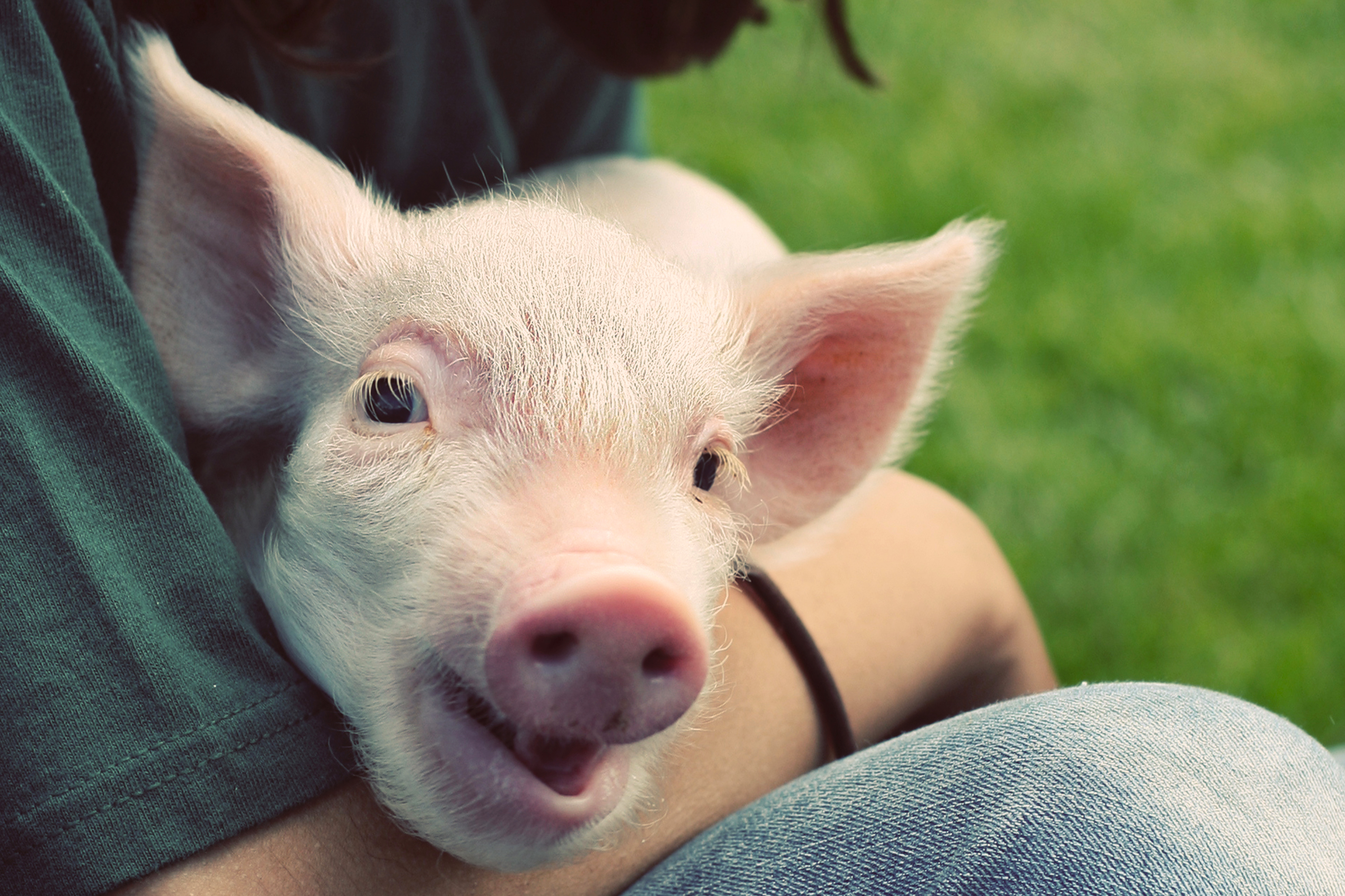 A person holding a piglet.